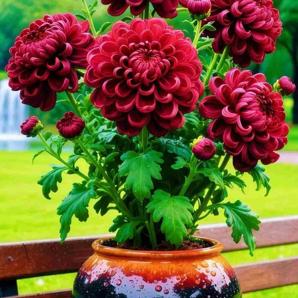 Double-Petal Chrysanthemums Seeds